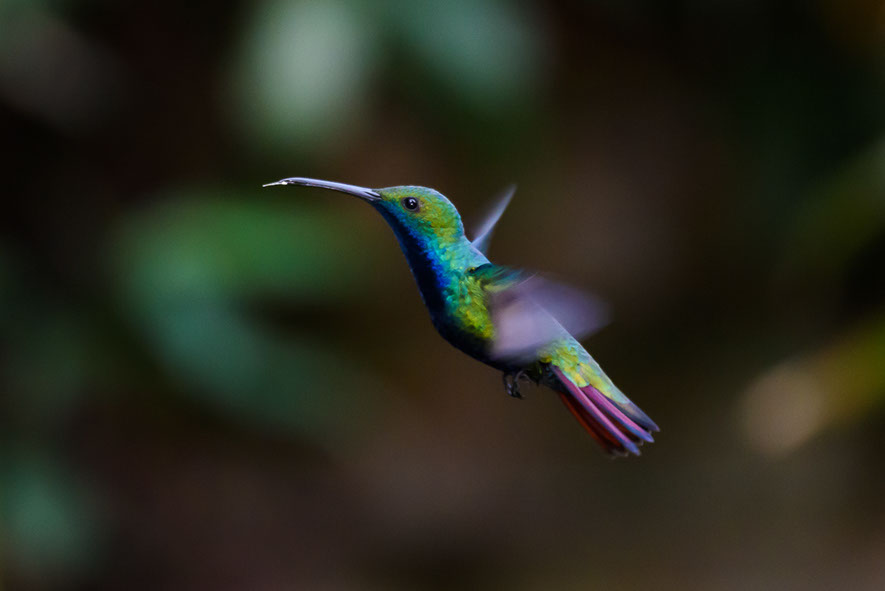 Humming Birds - Argentina